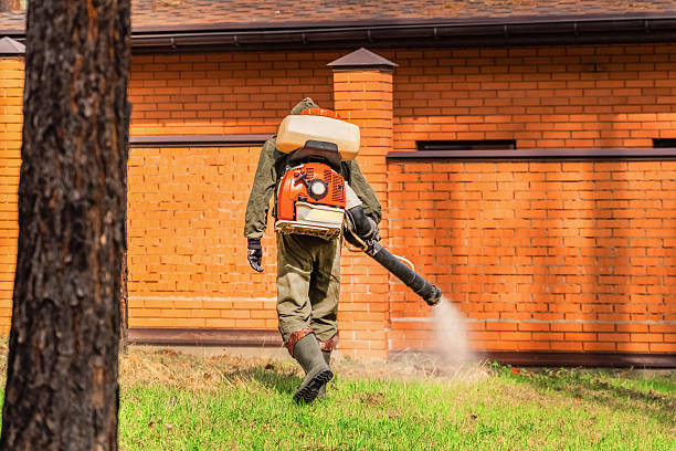 Trusted Ant Control service in Cedar Ridge, CA - Nex Pest Control